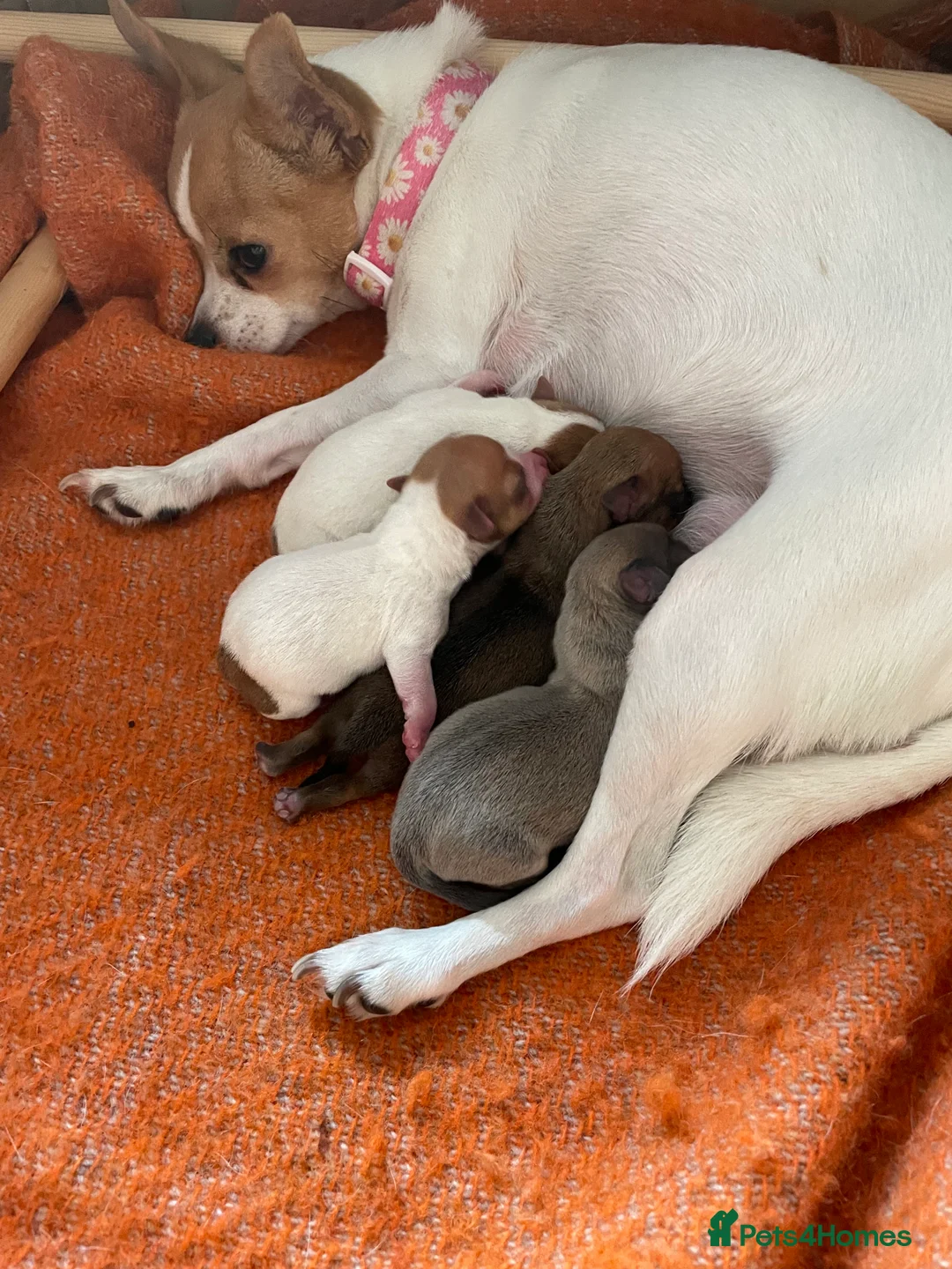 Mixed Breed dogs for sale: Chi-Jack-Weenie puppies - Advert 15