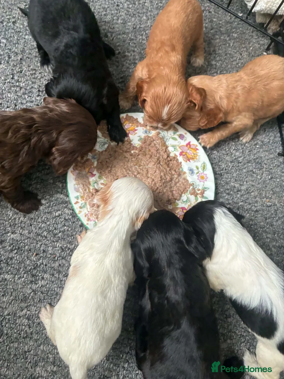 Cockapoo dogs for sale: 7 beautiful cockapoo puppies  - Advert 1