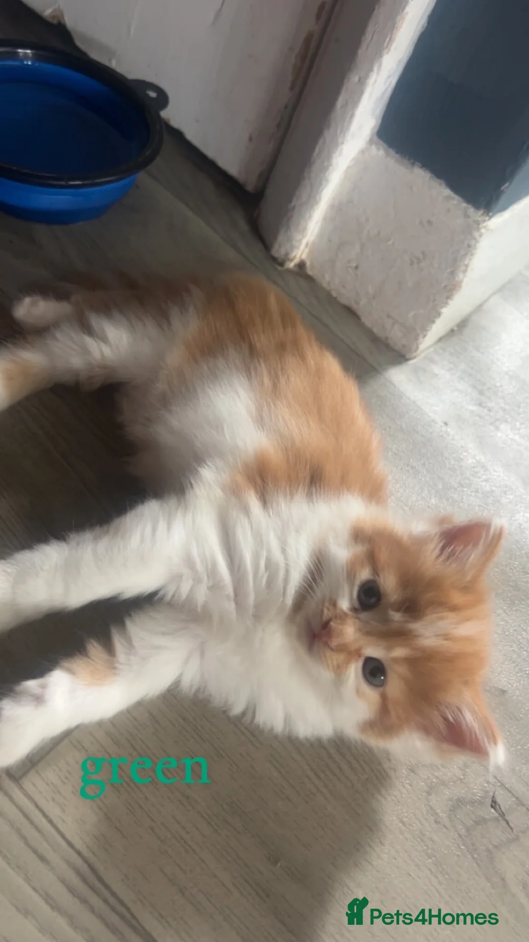 British Shorthair cats for sale: Beautiful ginger kittens  - Advert 2