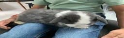 Mini Lop rabbits for sale: 3 Mini Lop Kits  - Advert 4