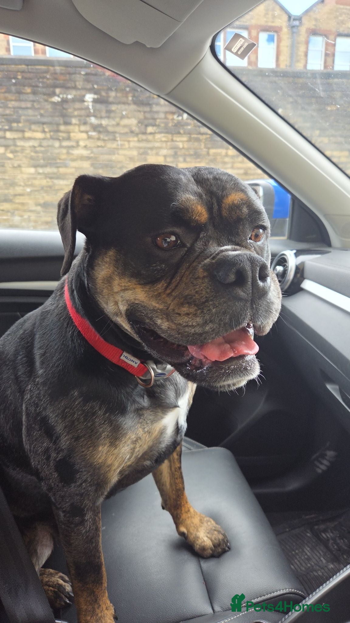 American Bulldog dogs Blue merle bulldog female 2yr old - Advert 1