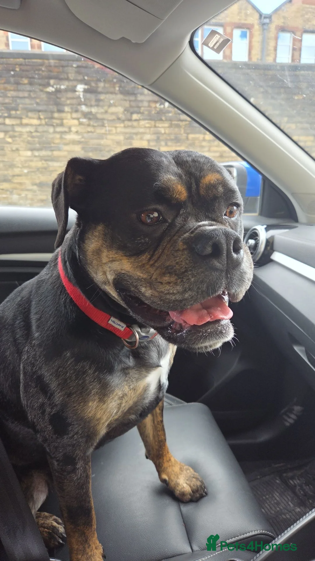 American Bulldog dogs for sale: Blue merle bulldog female 2yr old in Colne - Advert 1