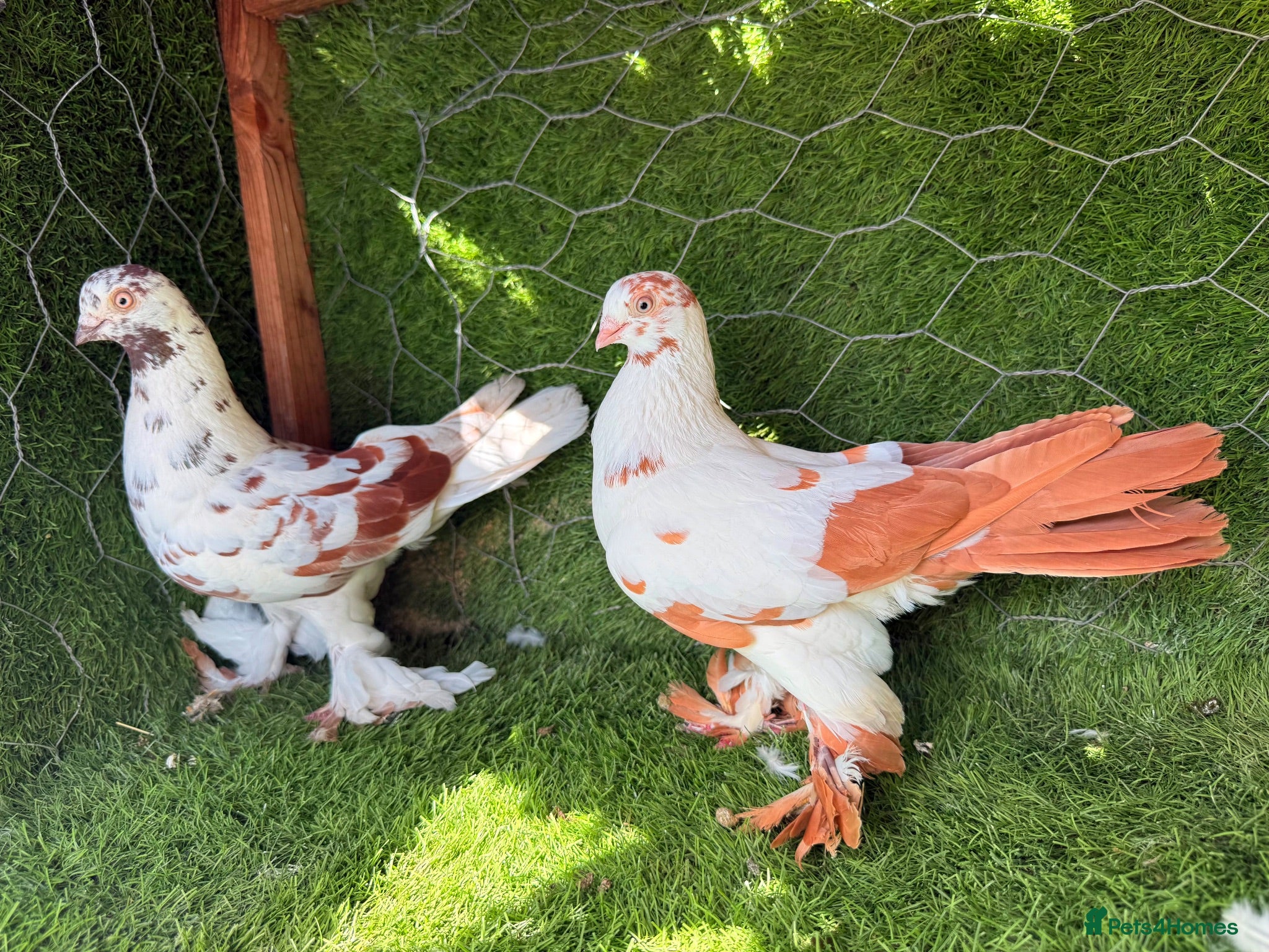 Pigeons birds Premium Breeding Pigeons Top Quality Pairs Availab - Advert 2