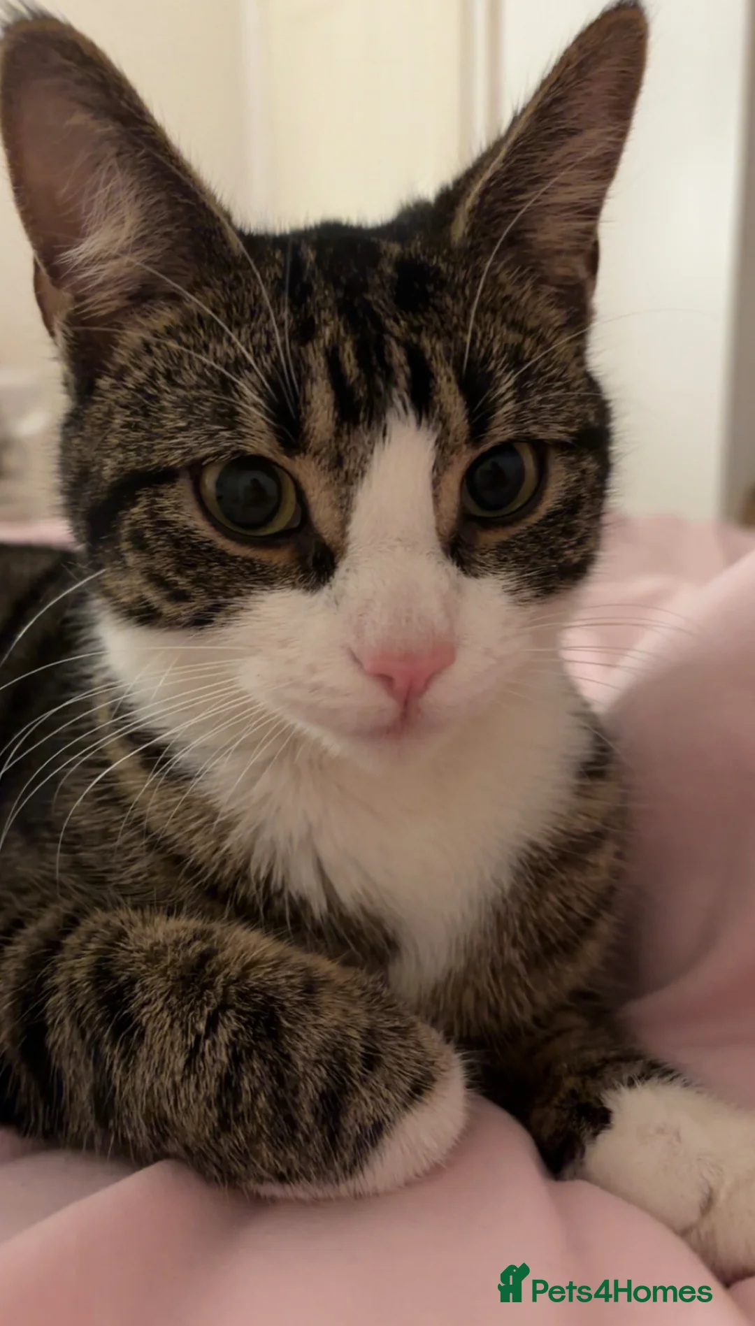 Mixed Breed cats for sale: **BEAUTIFUL KITTENS FOR SALE** in Smethwick - Advert 2