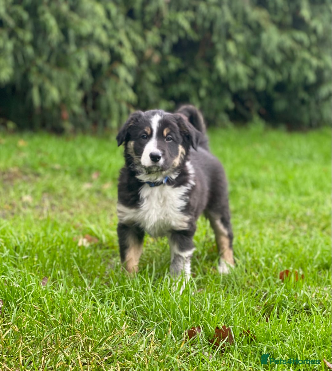 Border Collie dogs for sale: 🐾ISDS Registered Border Collie Puppies🐾 - Advert 2