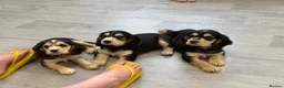 Cocker Spaniel dogs for sale: Only 3 boys left  - Advert 9