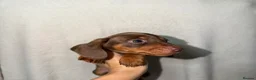 Miniature Dachshund dogs for sale: 🤩Beautiful miniature dachshund puppies🤩  - Advert 7