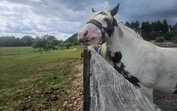 Irish Cob horses for sale: 13.3hh  coloured mare cob  - Image 3
