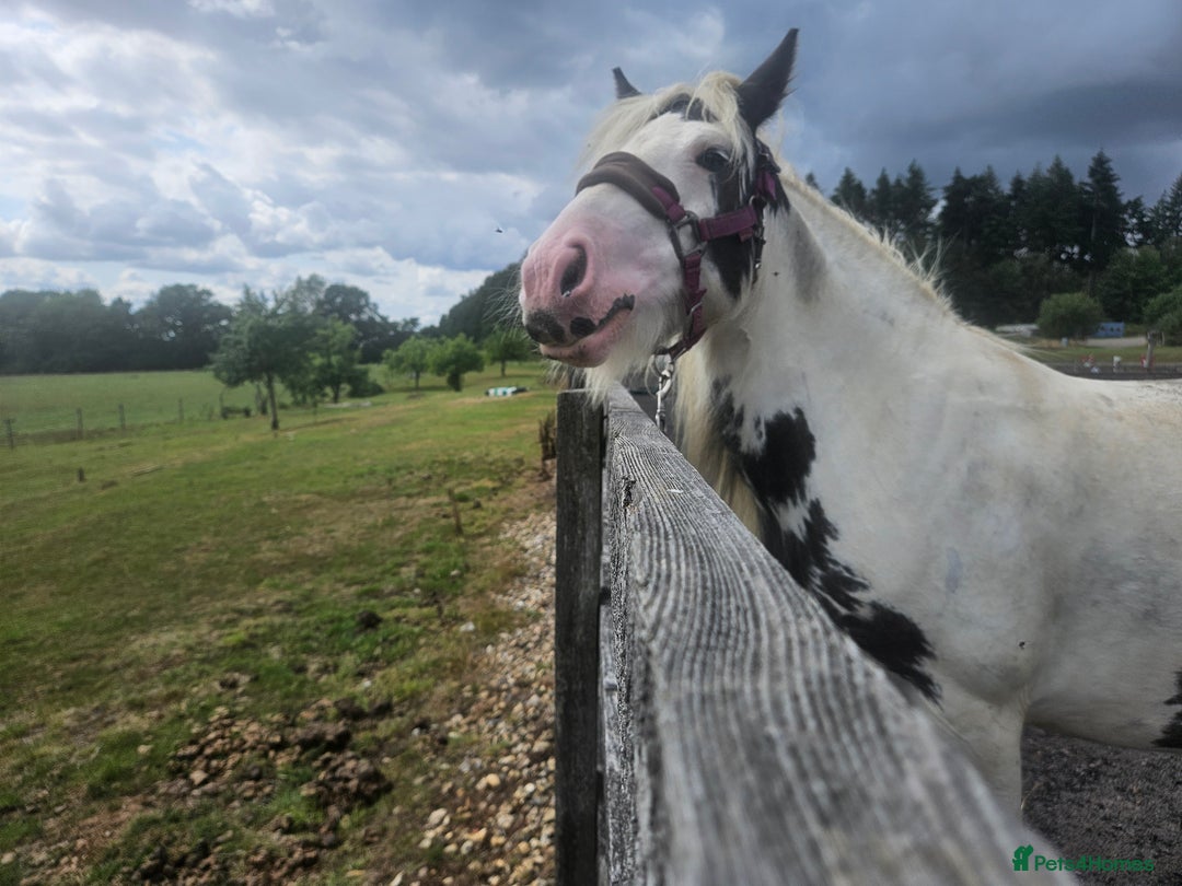 Irish Cob horses for sale: 13.3hh  coloured mare cob  - Image 3