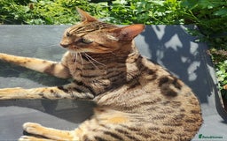 Bengal cats for sale: 🔥 Beautiful Boy Bengal Cat for Sale! 🔥 Plus 3 😺 - Image 12