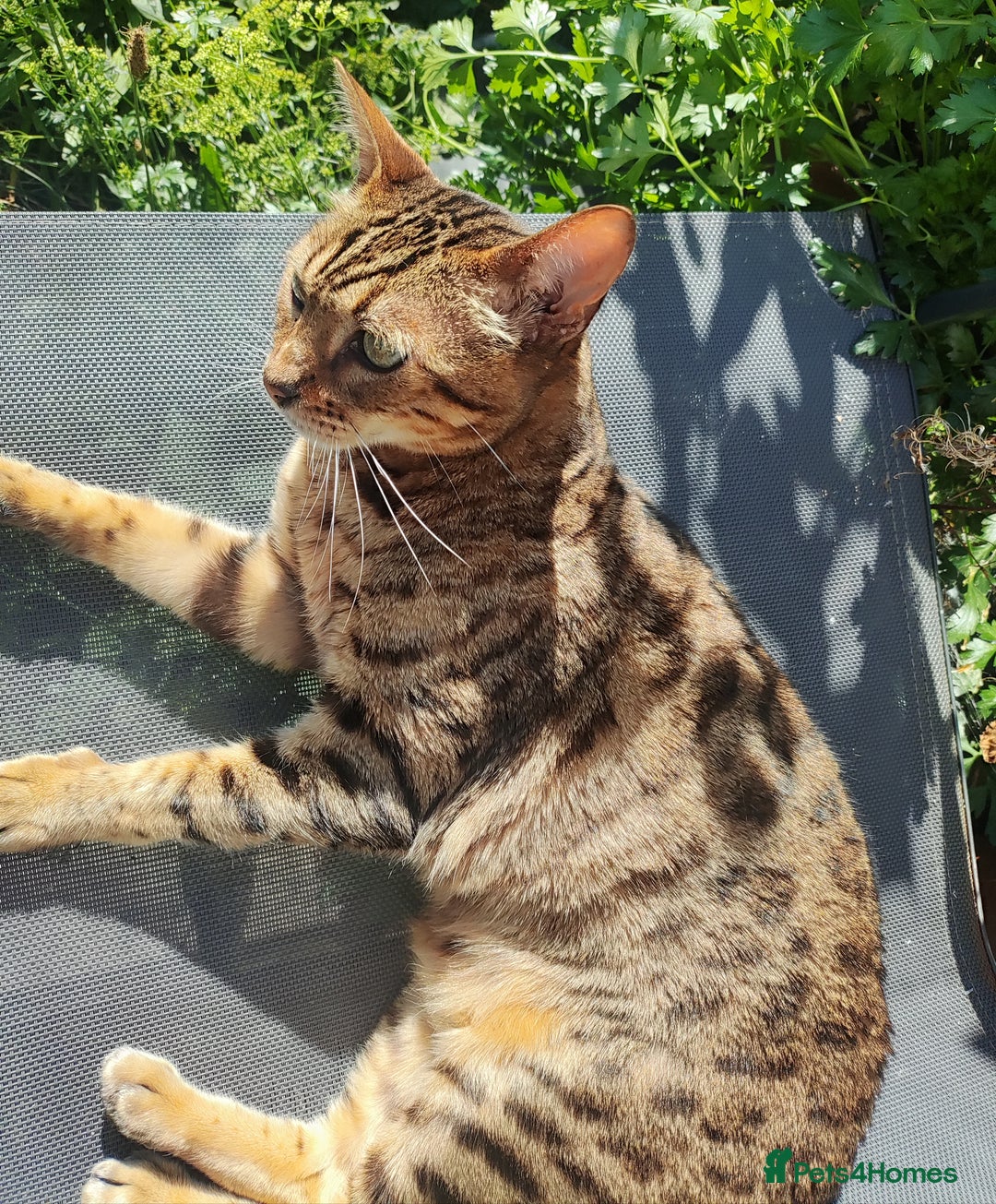 Bengal cats for sale: 🔥 Beautiful Boy Bengal Cat for Sale! 🔥 Plus 3 😺 - Image 12