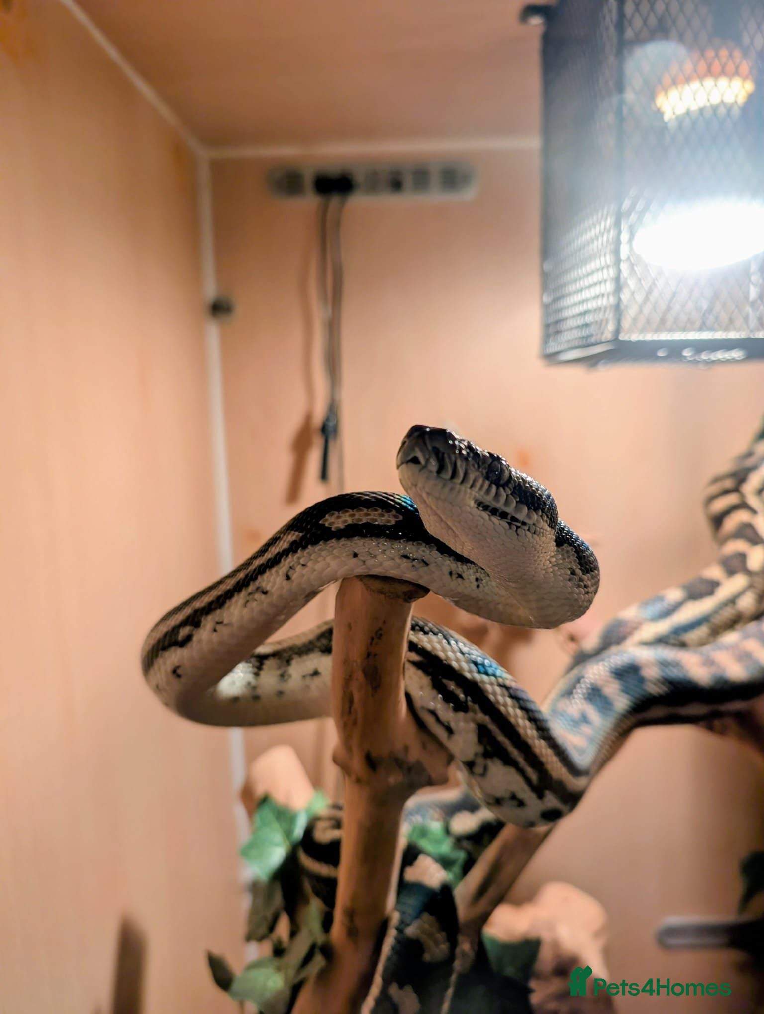 Python Snake reptiles Male Carpet Python needs his Forever Home - Advert 1