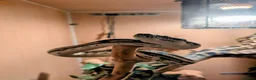 Python Snake reptiles for sale: Male Carpet Python needs his Forever Home in Barnstaple - Advert 1