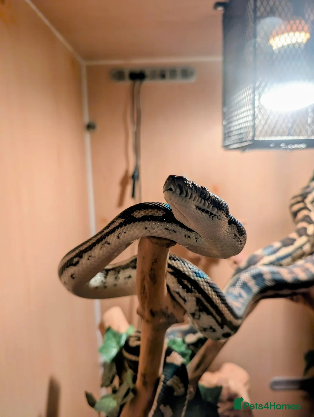 Python Snake reptiles for sale: Male Carpet Python needs his Forever Home in Barnstaple - Advert 1