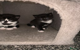 Mixed Breed cats for sale: Female Kittens ready for a new home  - Image 5