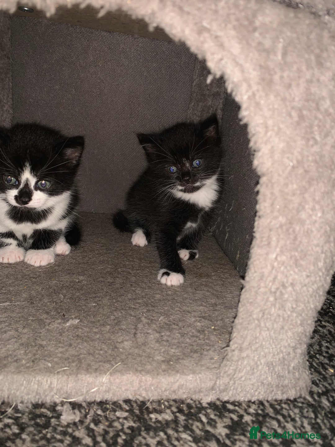 Mixed Breed cats for sale: Female Kittens ready for a new home  - Image 5