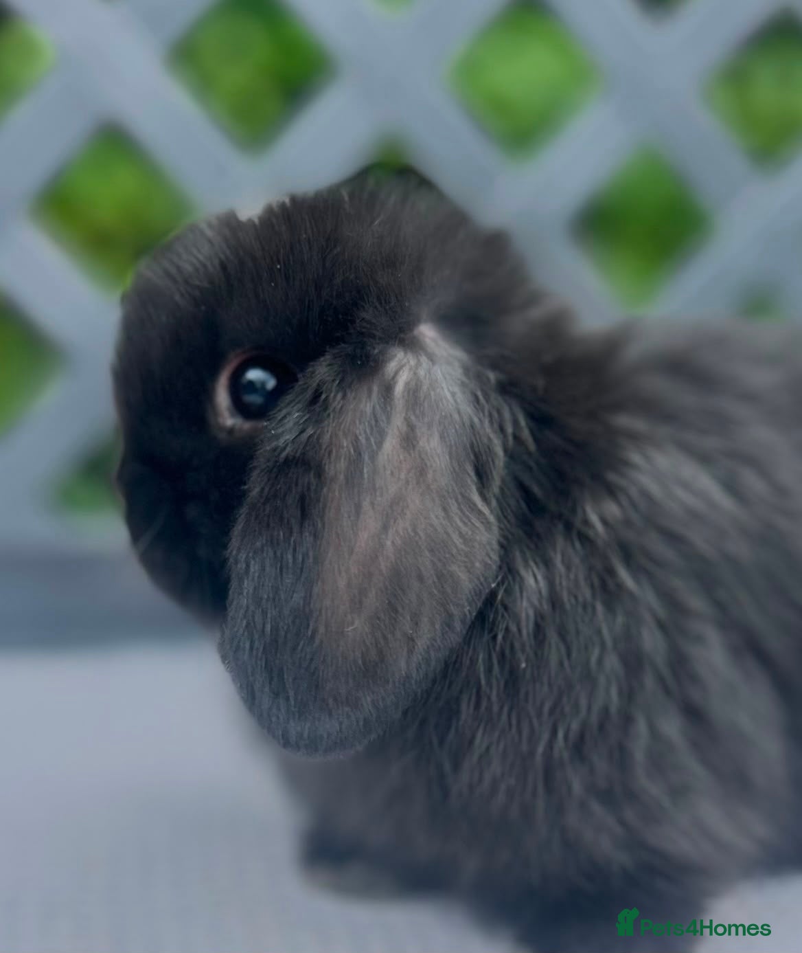 Mini Lop rabbits Pedigree mini lop babies - Advert 6