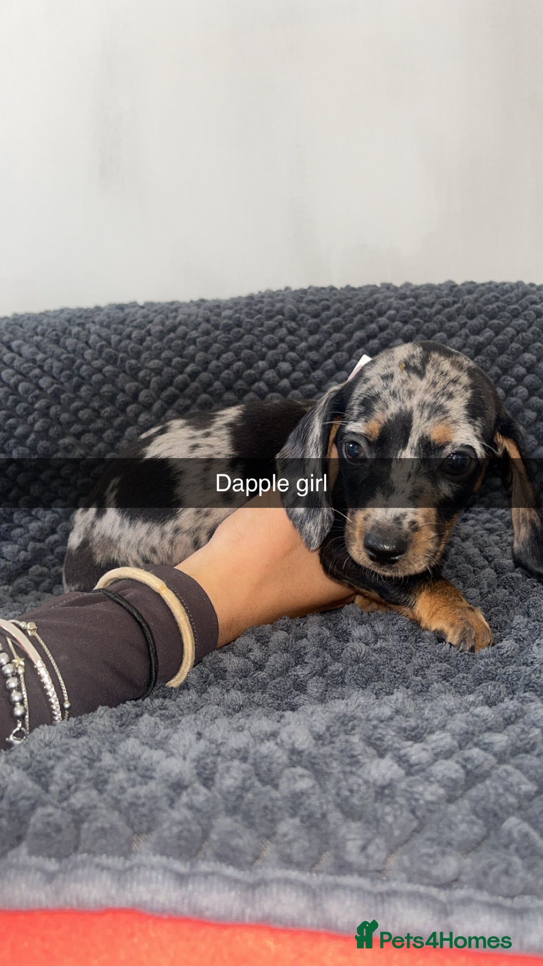 Miniature Dachshund dogs for sale: Miniature dachshunds - Image 7