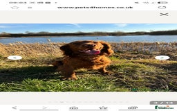 Cocker Spaniel dogs for sale: Working Cocker Spaniel Pups parents DNA tested - Image 18