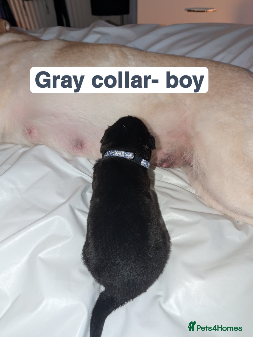 Mixed Breed dogs for sale: Gerhusky kelpie Labrador mix - Advert 10