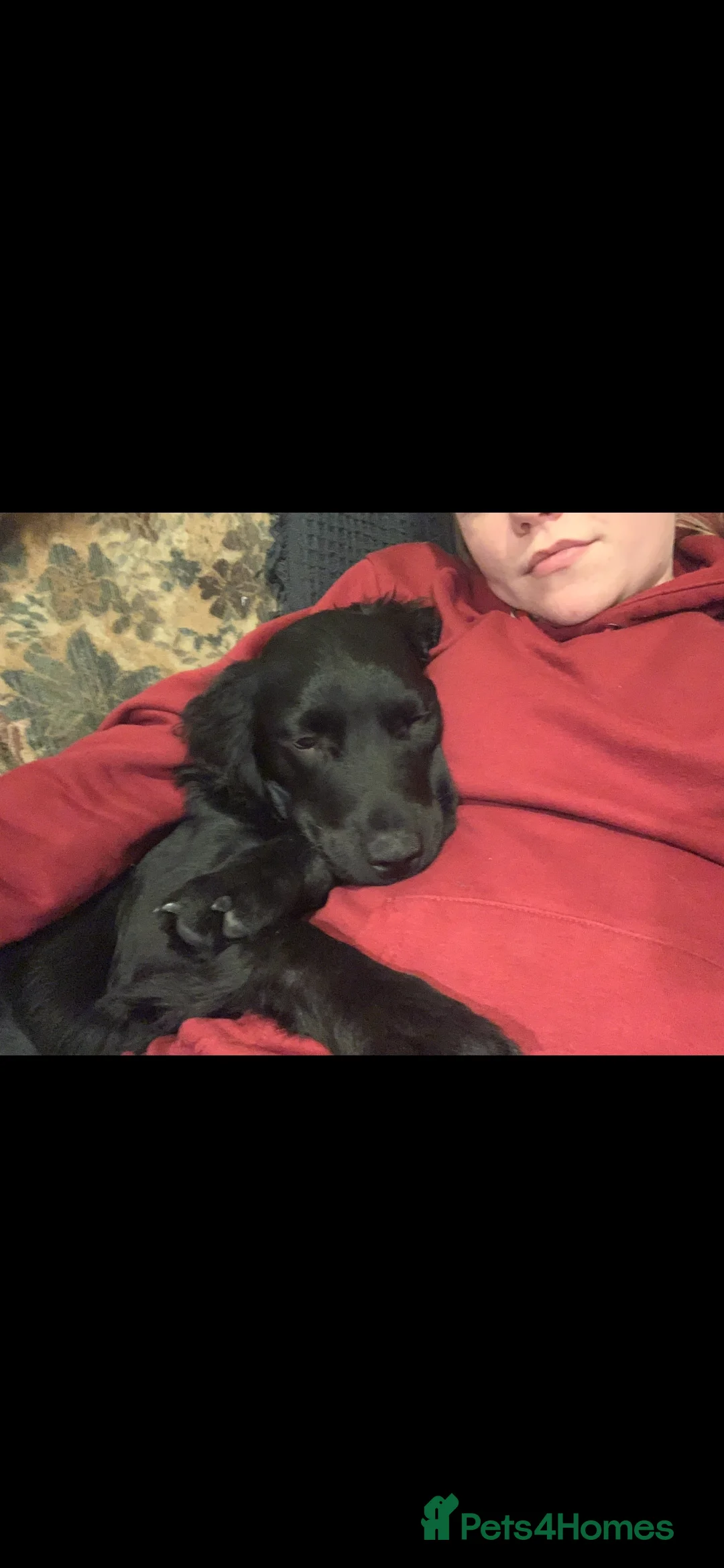 Mixed Breed dogs for sale: 9 Month Old Springador. Looking for a new home - Advert 3