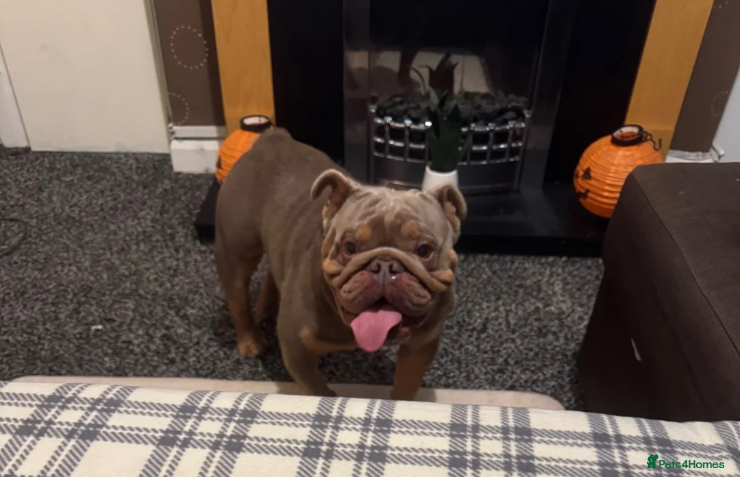 English Bulldog dogs for stud: Stud British bulldog - Advert 1