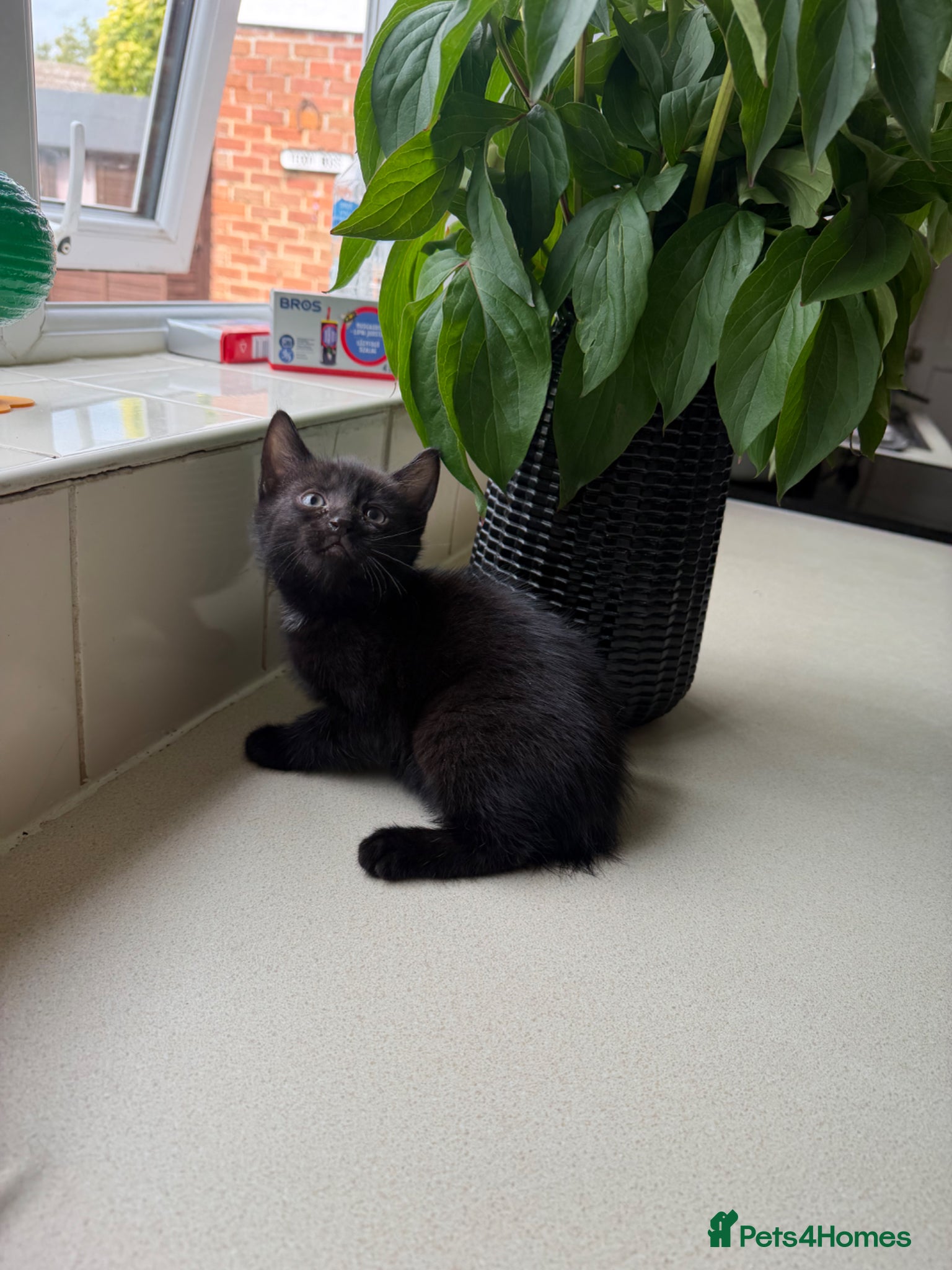 Mixed Breed cats One black kittens - Advert 14