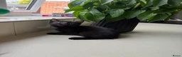 Mixed Breed cats for sale: Four kittens - Advert 16