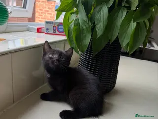 Mixed Breed cats One black kittens - Advert 1