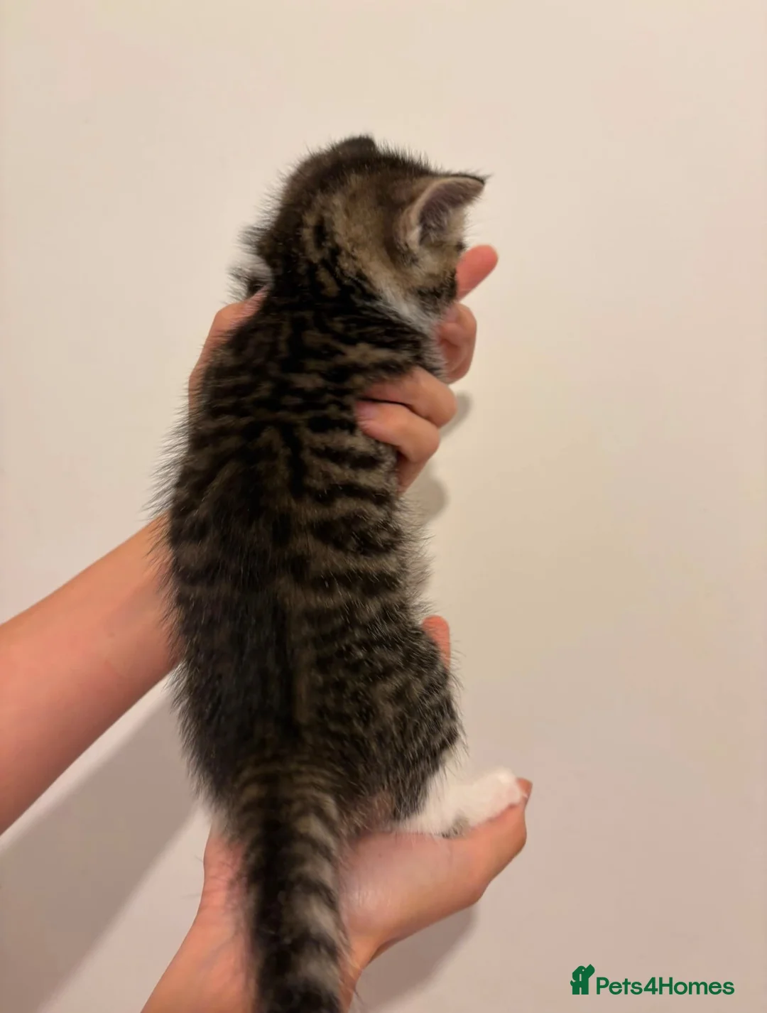Domestic Shorthair cats for adoption: Adorable Kittens Looking for Their Forever Homes  - Advert 16