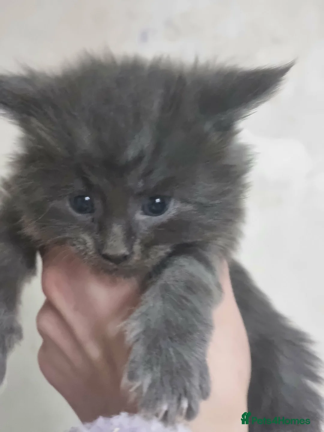 Maine Coon cats for sale: Beautiful Maine Coon Kittens available  - Advert 15