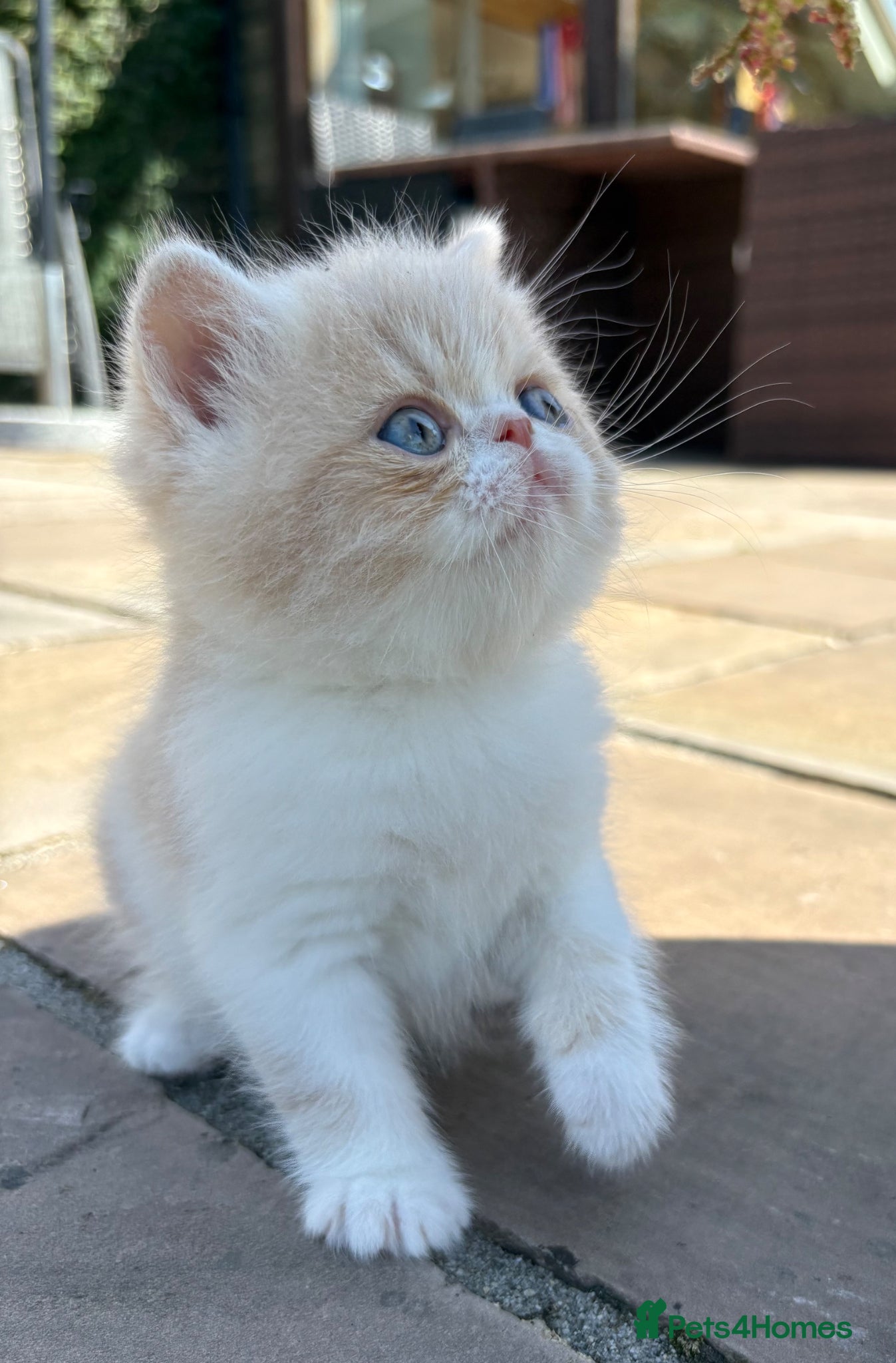 Exotic cats for sale: Exotic kittens two female  - Advert 18