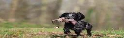 Cocker Spaniel dogs for stud: Blue Roan working cocker  - Advert 5