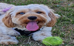 Cockapoo dogs for sale: Cockapoo - Image 1