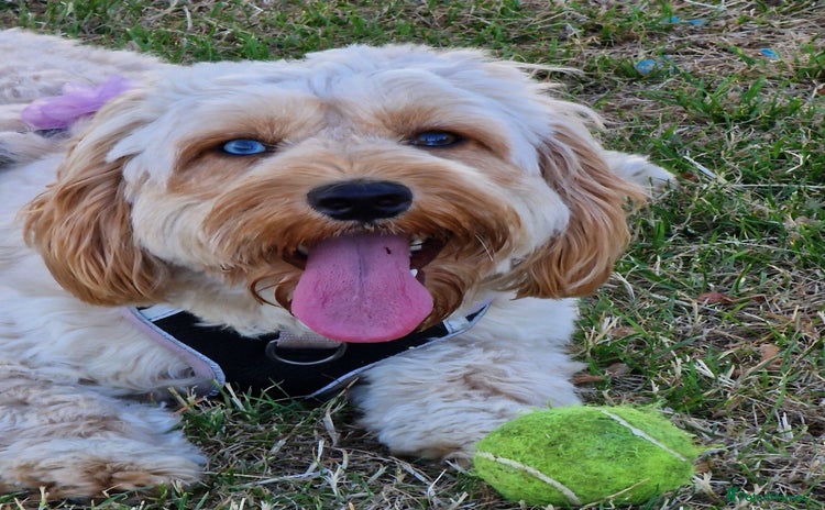 Cockapoo dogs - Advert 1