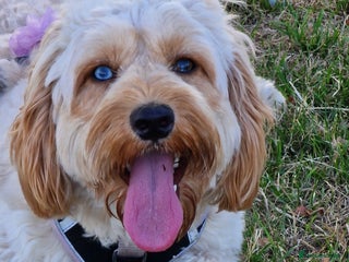 Cockapoo dogs - Advert 21