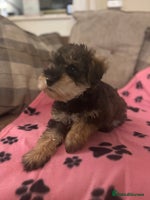 Mixed Breed dogs - Advert 7