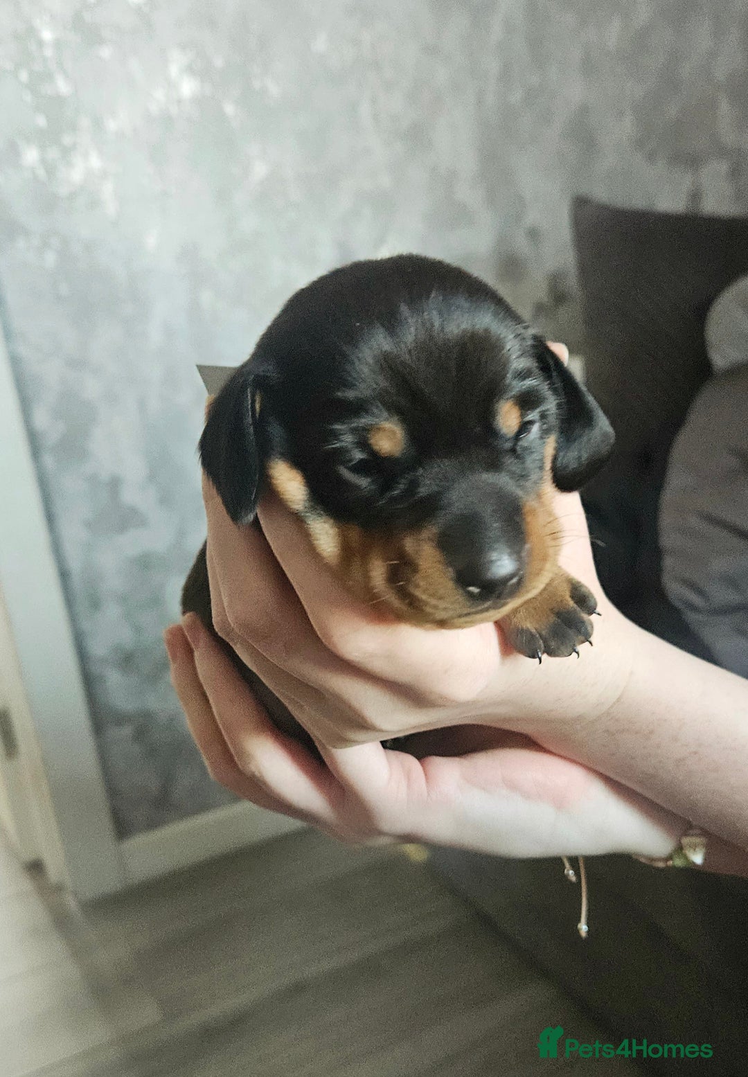 Dachshund dogs for sale: Beautiful litter of miniature daschunds  - Advert 4