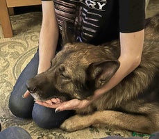 German Shepherd dogs Playful Smart German Shepherd Needs Home - Advert 2