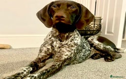 German Shorthaired Pointer dogs for sale: SENSEI-SAINTS German Shorthaired Pointers - Image 17