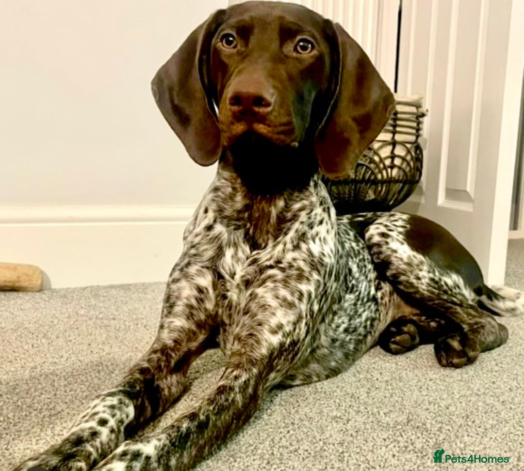 German Shorthaired Pointer dogs for sale: SENSEI-SAINTS German Shorthaired Pointers - Image 17