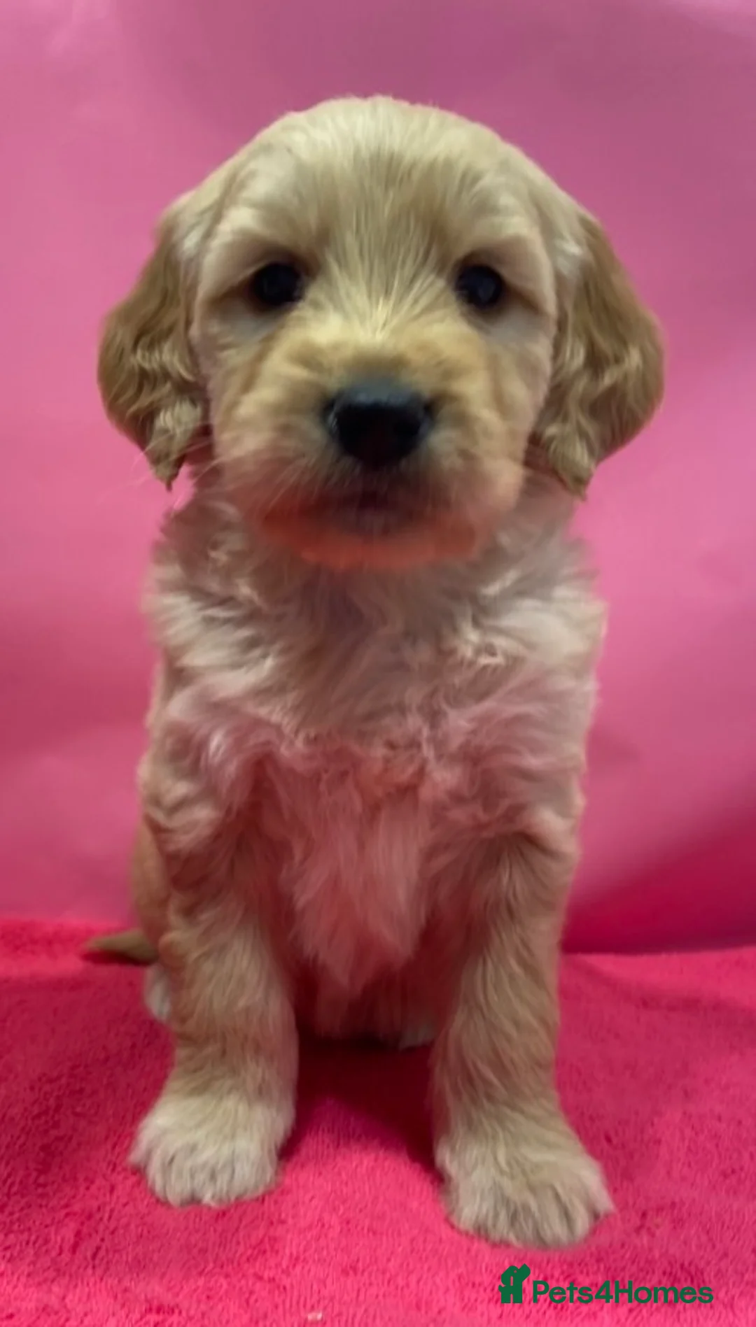 Goldendoodle dogs for sale: F1B Golden doodle pups - Advert 4