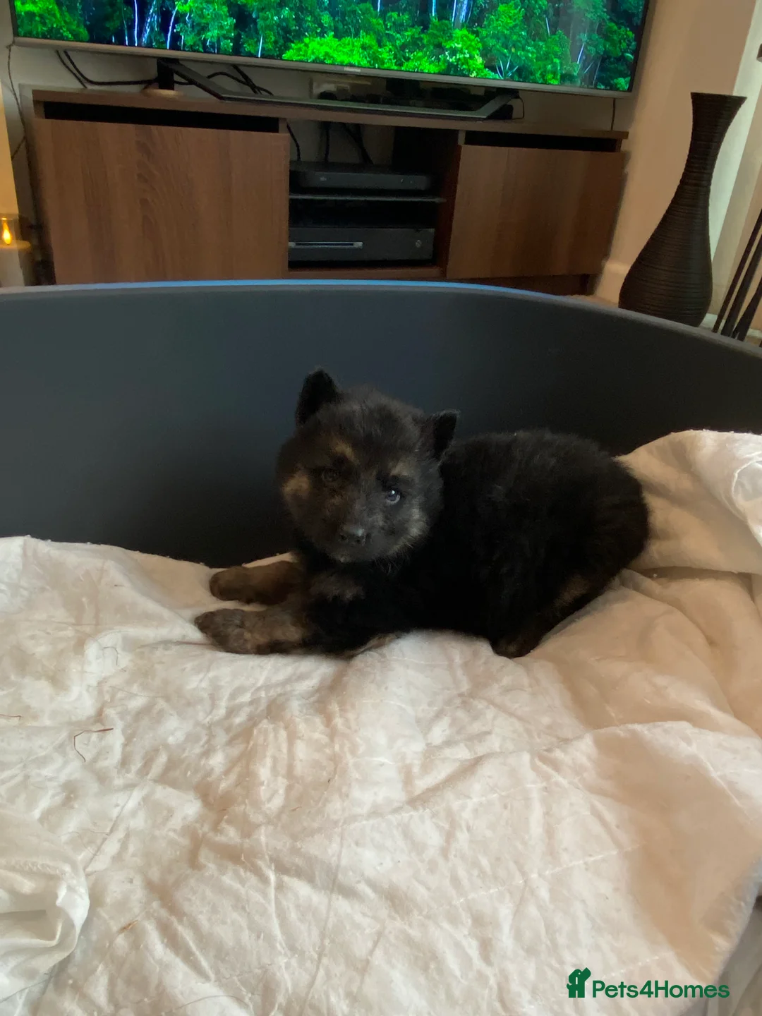 German Shepherd dogs for sale: German shepherd puppies  - Advert 36