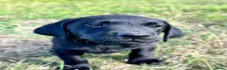 Labrador Retriever dogs for sale: Exceptional KC Labrador Puppies from Working Line  - Advert 11