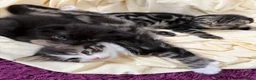 Scottish Fold cats for sale: 3 handsome Scottish fold kittens  - Advert 7