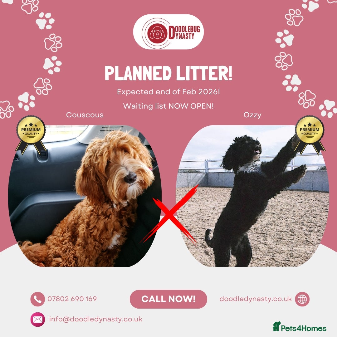 Australian Labradoodle dogs Couscous' Next Multigen ALD Litter Planned! - Advert 9
