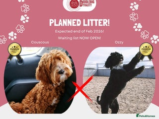 Australian Labradoodle dogs Couscous' Next Multigen ALD Litter Planned! - Advert 9