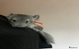 Chinchilla rodents for sale: Baby male chinchilla ready now  - Image 5