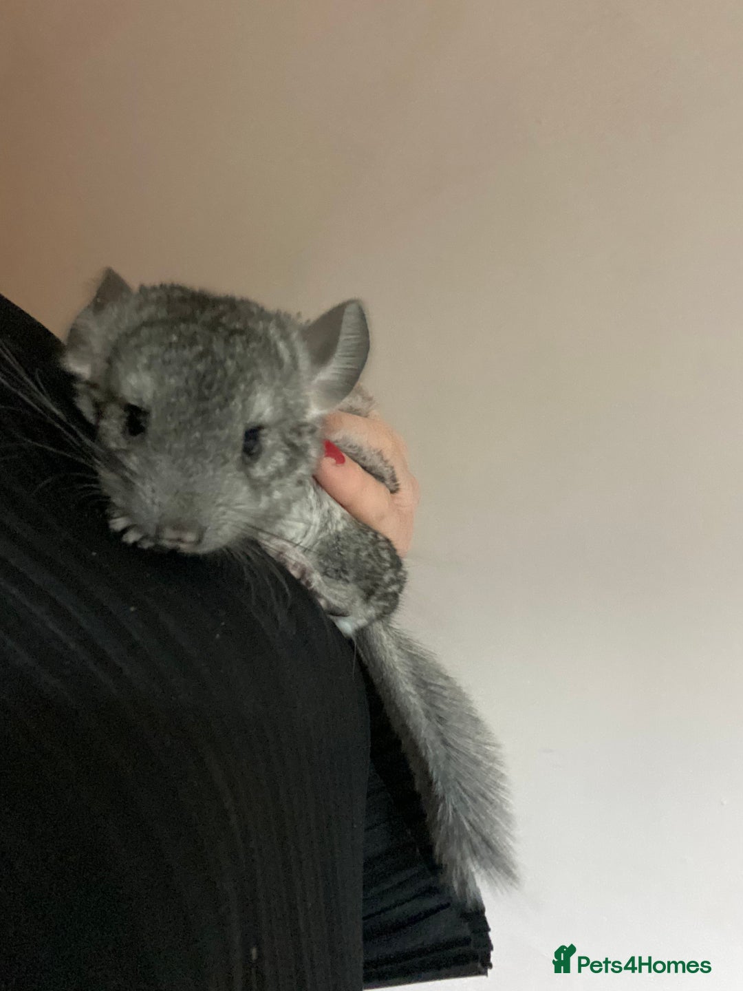 Chinchilla rodents for sale: Baby male chinchilla ready now  - Image 5