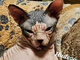 Sphynx cats Beautiful Canadian Sphynx Champion father line ❤️ - Advert 6